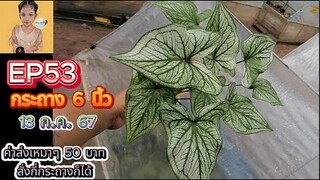 EP53 กระถาง 6 นิ้ว🌸 12 ก.ค. 67🌸 ไม้มีชื่อไม้โบราณ ไม้ด่าง ป้ายอัญญาบอนสีโทร./ไลน์0876115169