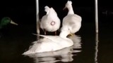 Bebek Tanpa Sengaja Menetaskan Telurnya Ke Dalam Air