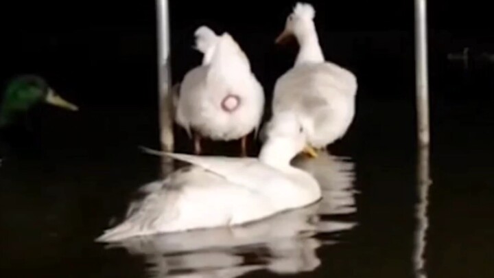 [Animals] Duck Laid An Egg In The Water Accidentally