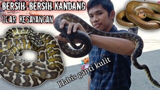 Membersihkan kandang ular kesayangan ( Morelia spilota & Ptyas mucosus )