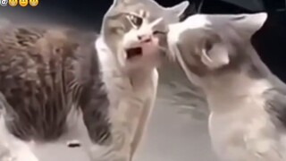 Bí mật đằng sau những cuộc cãi vã của mèo!