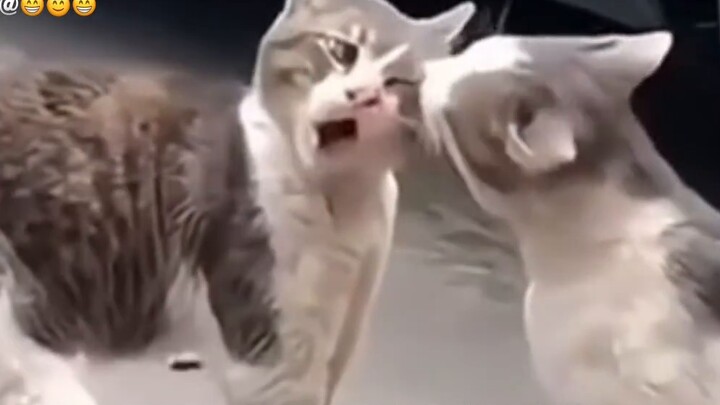 Bí mật đằng sau những cuộc cãi vã của mèo!