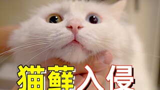 The cat ringworm fungus is terrifying—this young man disinfected the entire house and spent a fortun