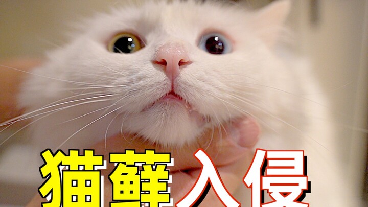 The cat ringworm fungus is terrifying—this young man disinfected the entire house and spent a fortun