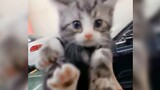 【猫手猫jio】“有味道”的猫猫视频o(｀ω´*)o