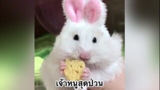 สัตว์เลี้ยง เพื่อนขนปุย : เจ้าหนูสุดป่วน