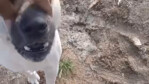 Dog: I’ve already worked myself up—why aren’t you running yet?