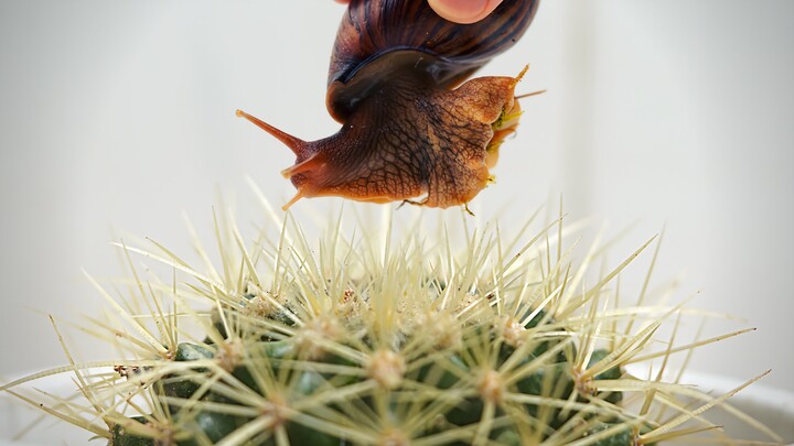 入侵物种非洲蜗牛 vs 仙人球,结果会如何?