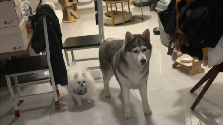 Do Huskies really watch the drama this blatantly?