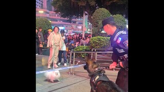 一个有编制的和一个没编制的吵架，试问谁能赢？#警犬