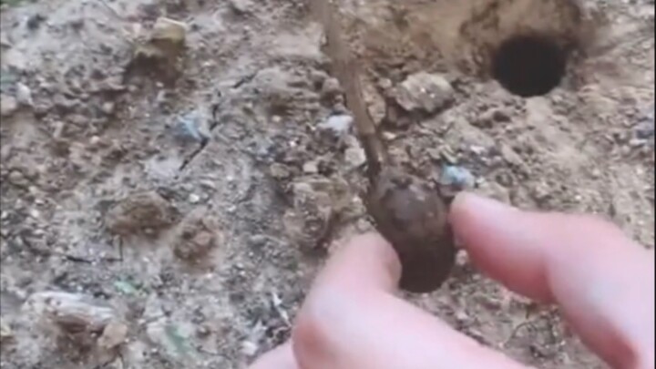 เพิ่งรอดจากปากหมาป่า ก็ต้องเข้าสู่อุ้งเล็บเสือ