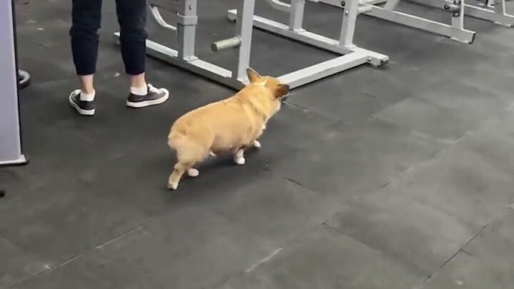 Even dogs won’t do cardio?