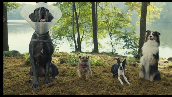 strays2023 watch full movie:link in description