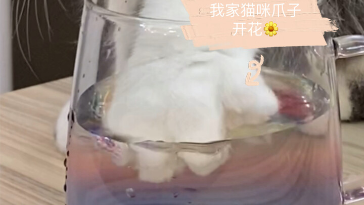 Other people’s cats have such cute, flower-like paw prints, but mine just look so annoying!