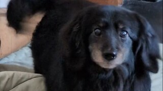 No matter how big the dog grows, it will always be a lively little baby at heart!