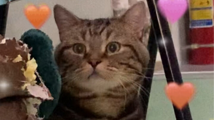 You'll never guess what type of guy little kitties like!