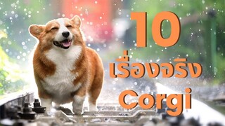 10 เรื่องจริงของ พ็อมโบรค เวล์ช คอร์กี้ [Pembroke Welsh Corgi] ที่สาวกไม่ควรพลาด