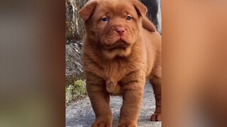Cậu cả mặt hơi hiền 🤪 thucung dog yeuchoco hoiyeucho cậuvàng xuhuong