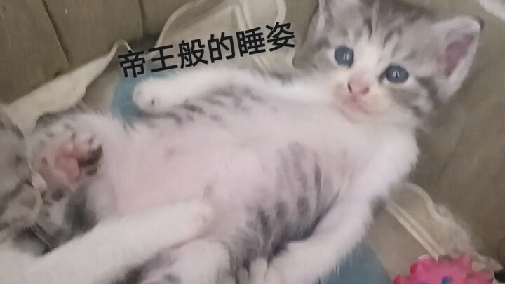 Mao Mao, what are you doing?