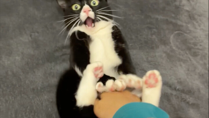 พุงของแมววัวน่าลูบมากเลย