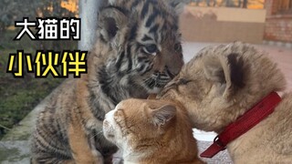 Such lovely animal videos!