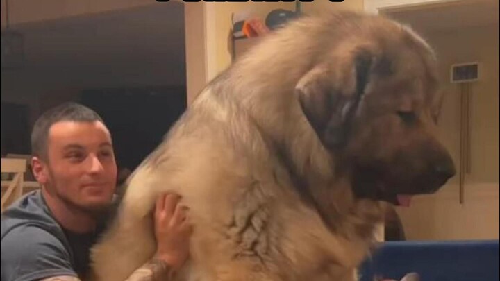 Caucasian Shepherd Dog