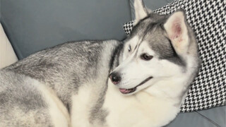 我可能太闲了又来闻狗脚了