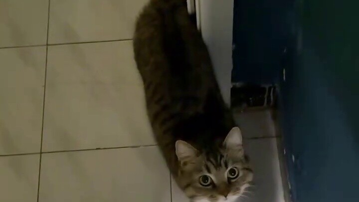 Bibi yang tidak kukenal ada di sini lagi, apakah kamu masih berpura-pura?