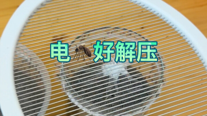 ลูกน้ำ ตัวอ่อนของยุง
