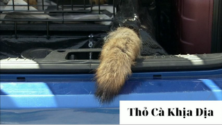 Trò đùa 2021 phần 47 #thobiettroll