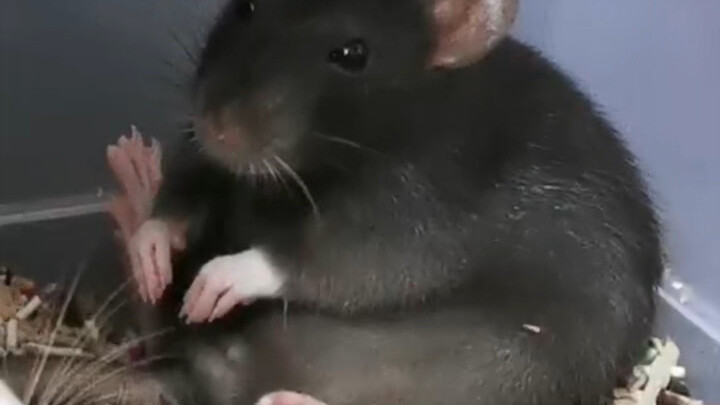The Naughty Kid Who Cried and Plopped Down on the Floor After Getting Scolded by Mom