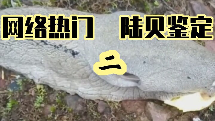 Apa itu siput raksasa Honghe di Yunnan? [Identifikasi moluska darat yang sedang viral di internet] B