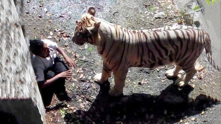 An Indian man fell into a tiger park and was easily taken away by a tiger...
