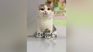Tui chính thức có chồng rồi gớt nươc mắt 🤣🤣 mèo cat