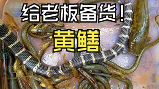 The boss has a unique eye for talent—surprisingly, he asked me to supply loaches! And I certainly li