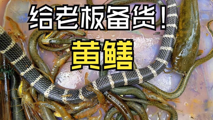 The boss has a unique eye for talent—surprisingly, he asked me to supply loaches! And I certainly li