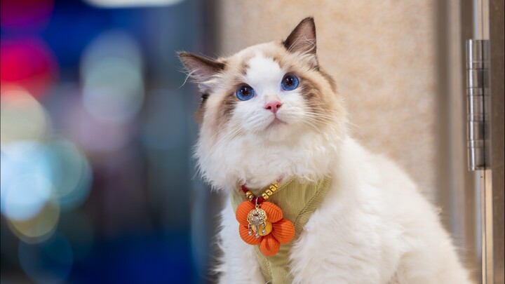 هذا القط بارع حقًا في التقاط الصور!!!