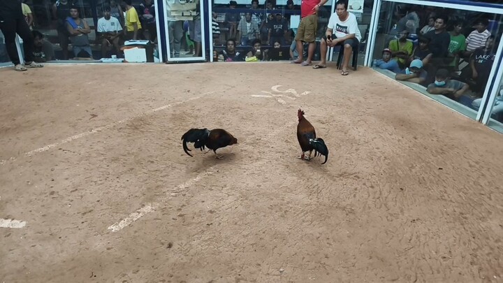 2x brood cock BUTCHER! walang sugat