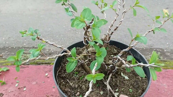 KETIKA ORANG LAIN MENJAGA GENGSI ‼️ BAHAN BONSAI INI TETEP DI HATI