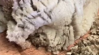 Every time I see a video of sheep being shaved, I can’t help but exclaim: How comfortable!