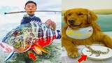 Thú Cưng TV | Đa Đa Thánh Chế #34 | Chó Golden Gâu Đần thông minh vui nhộn | Pets cute smart dog