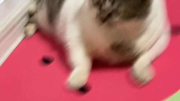 【Bir Bola Batu Itu Kucing Lho】Video sedang dimuat, buruan cek kejutannya!