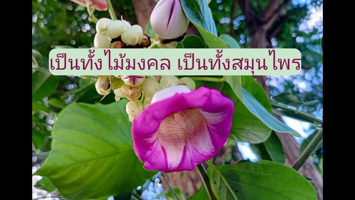 ใบละบาทสมุนไพรรักษาโรคปลูกแล้วรวย/โดยฮอนไทย
