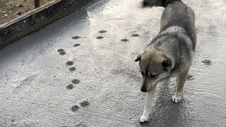 ครั้งนี้กั๋วกั๋วฉลาดมากเลยนะ