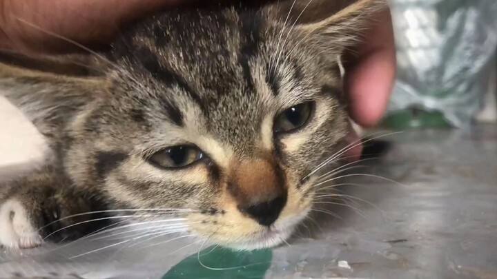 【Si Kucing Susu yang Pulang ke Rumah】Kucing belang cokelat kecil yang sudah diberikan ke orang lain 