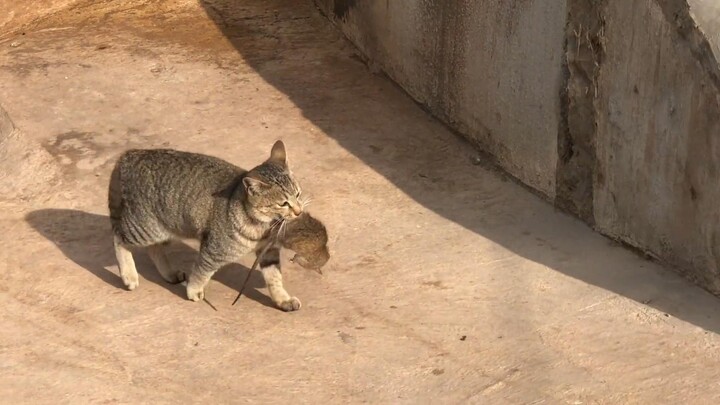 แมวจับหนูตัวใหญ่ได้ ทำเหมือนเต๋อซื่อตอน “สามครั้งผ่านหน้าบ้านแต่ไม่เข้า” เจ้าของพูดประโยคเดียว ชาวเน