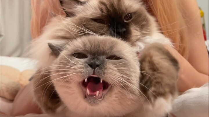 Hai cái đầu mèo ngon tuyệt!