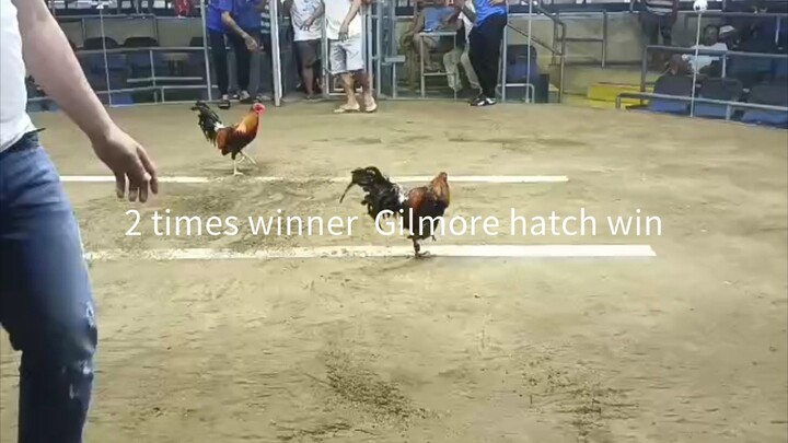 2 times winner gilmore hatch