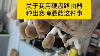 我用厨房垃圾和路由器种出了蘑菇
