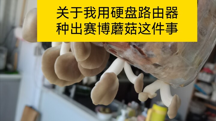 Tôi trồng nấm bằng cách sử dụng phế liệu nhà bếp và máy phay
